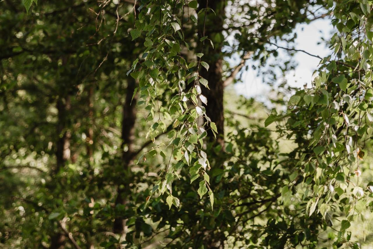 Berzu Namelis - Birch Cabin Kutsyuny Eksteriør bilde